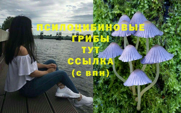 индика Белокуриха